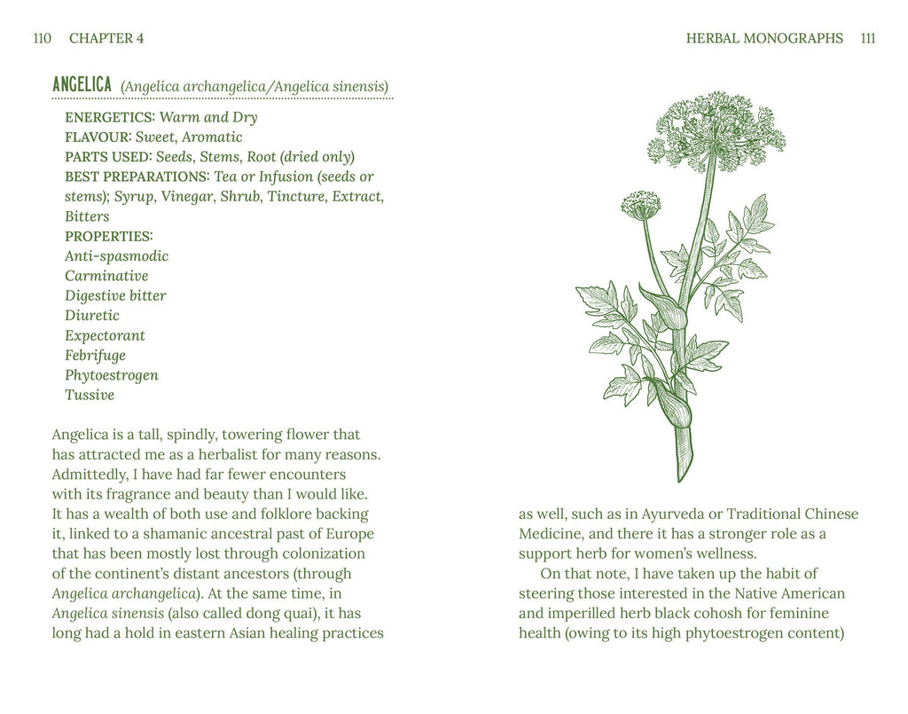 Herbal monograph page with angelica plant illustration and text on a white background