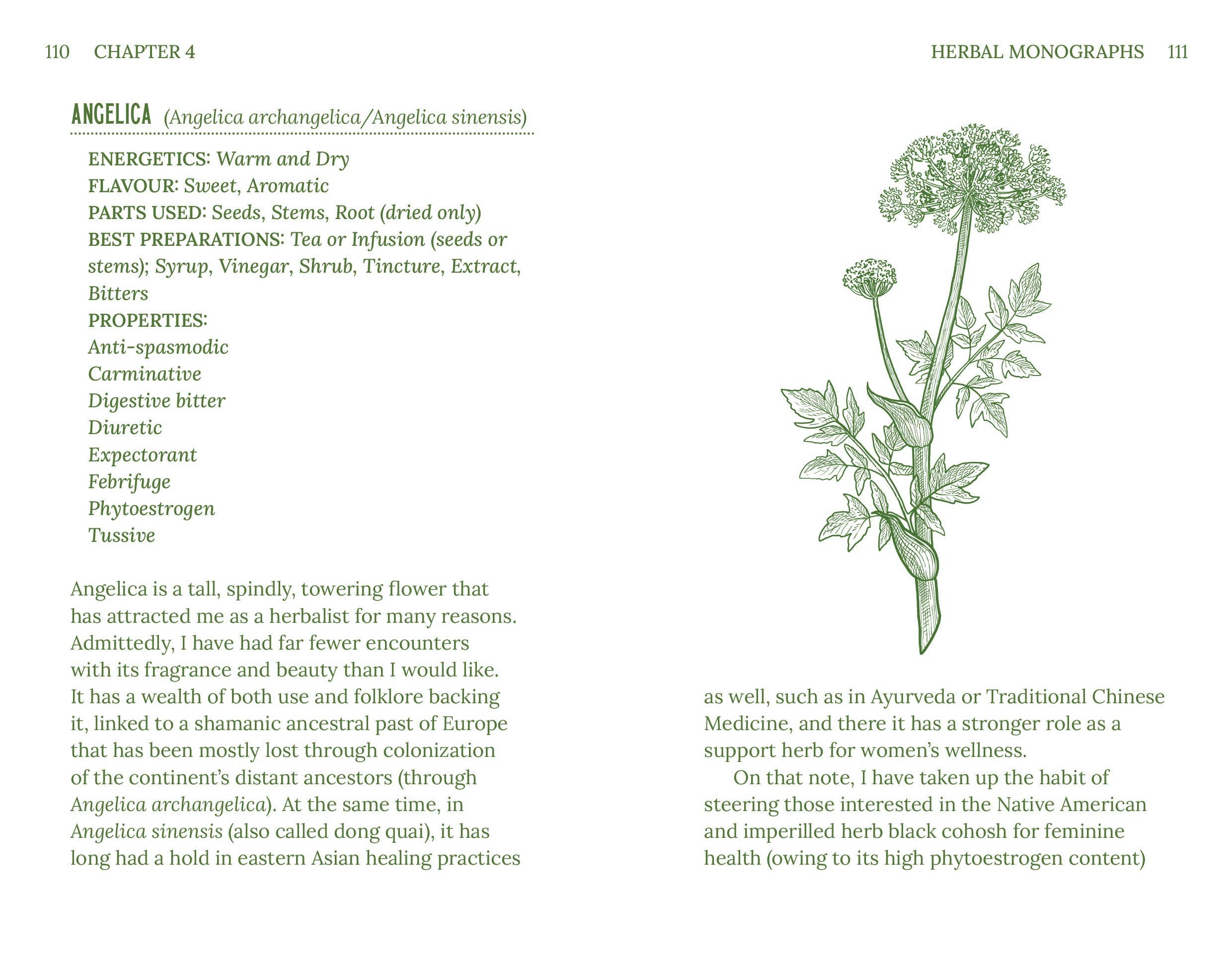 Herbal monograph page with angelica plant illustration and text on a white background